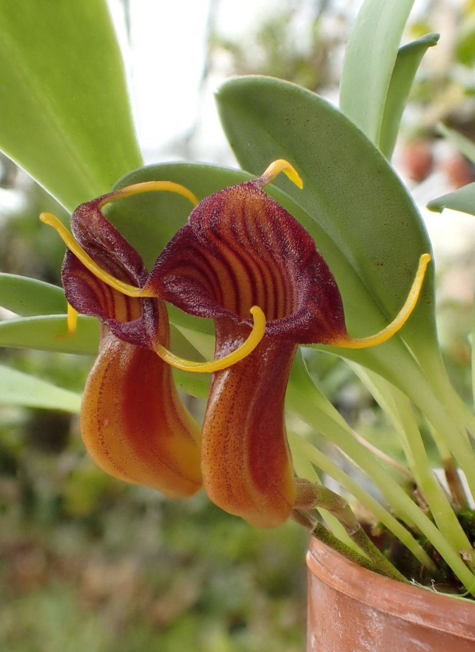 Гавайская Болотная Орхидея