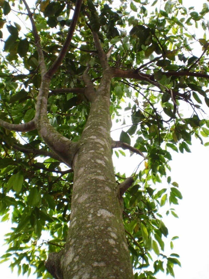 Агаровое дерево