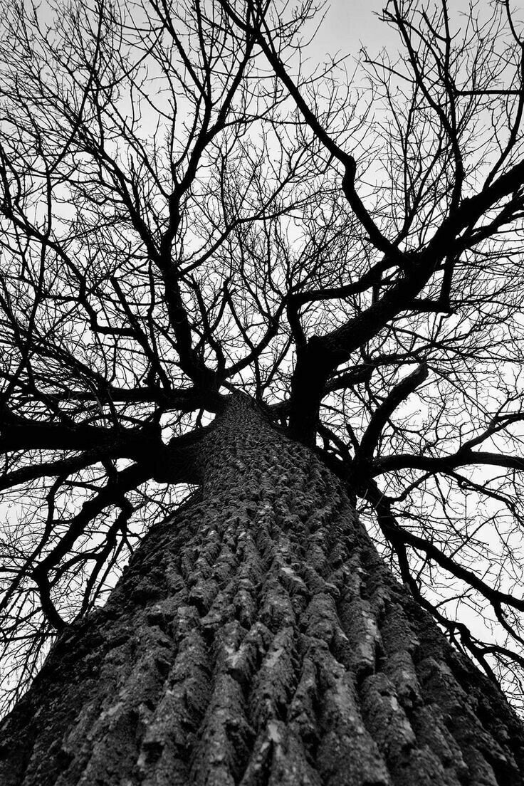 Дерево черно белое