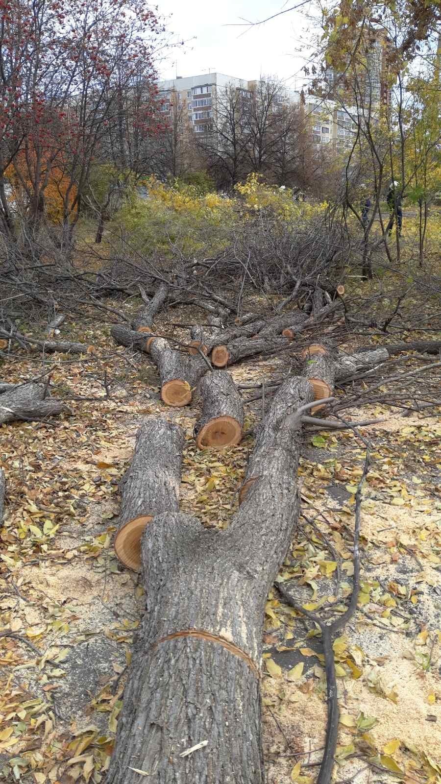 Деревья Ульяновска городские