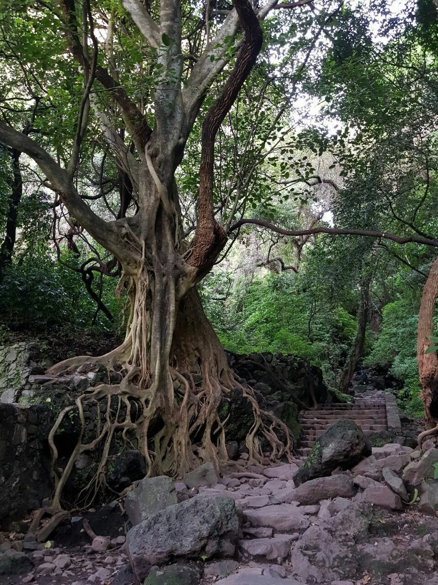 Дерево камерунский Эбен