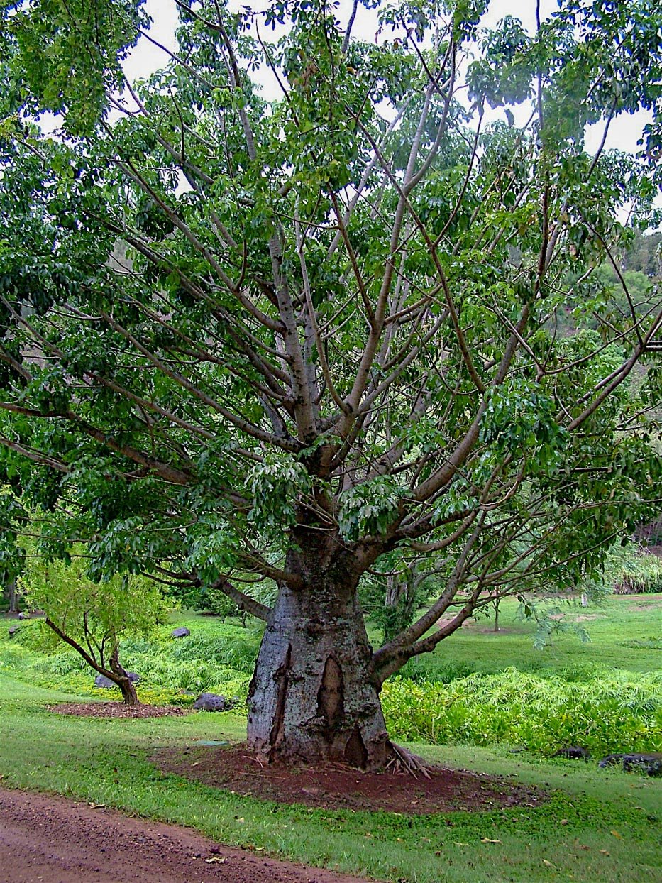 Маболо дерево Эбеновое