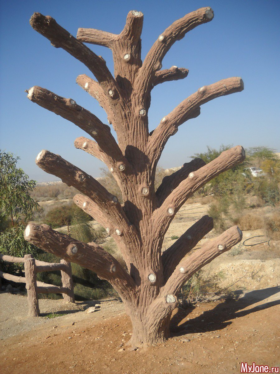 Дерево туба