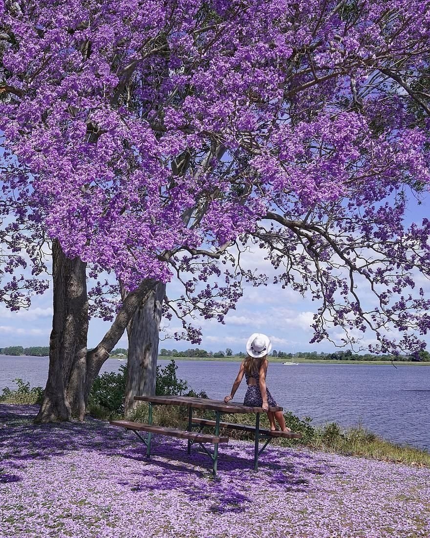 Джакаранда дерево цветение Буэнос-Айрес