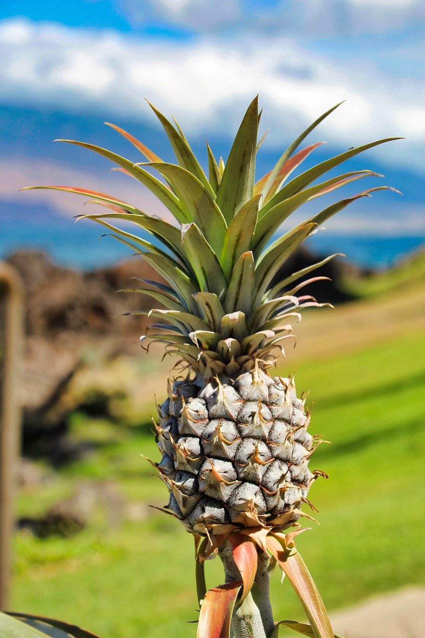 Гавайи растения ананасы