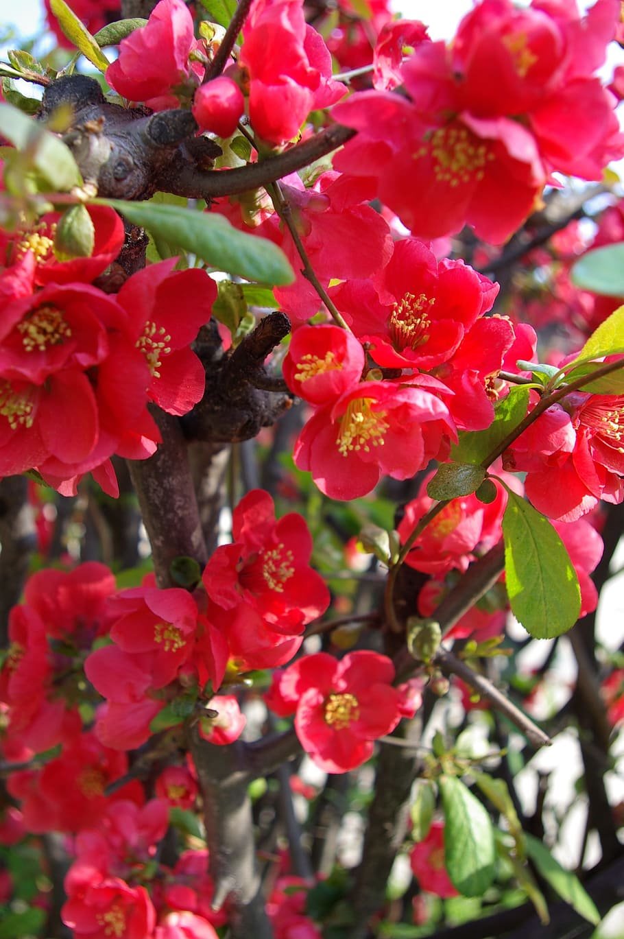 Дерево цветущее весной красными цветами