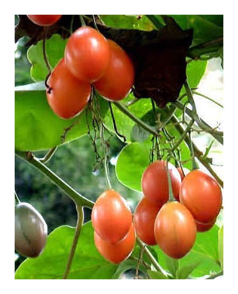 Цифомандра томатное