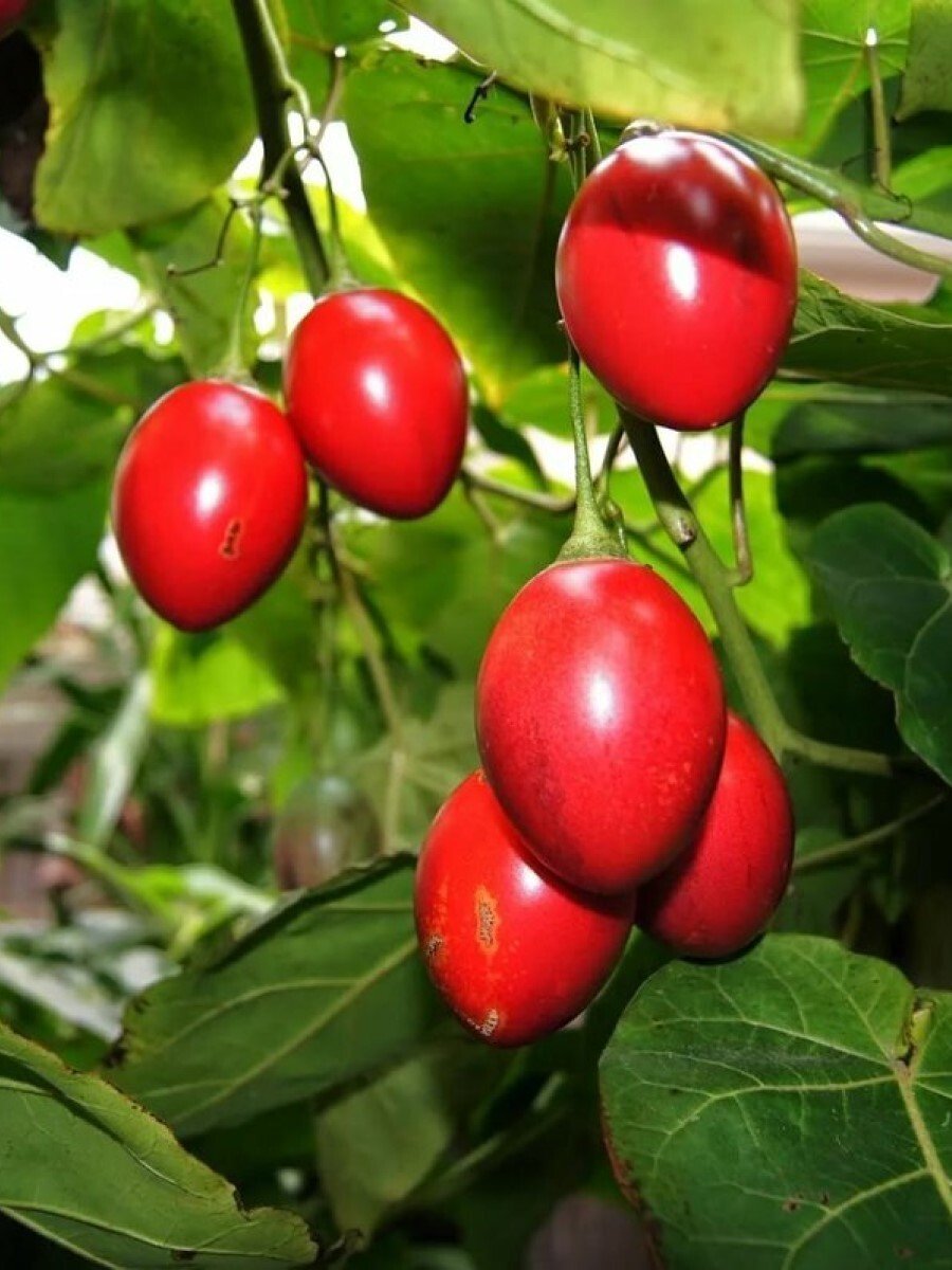 Цифомандра томатное дерево