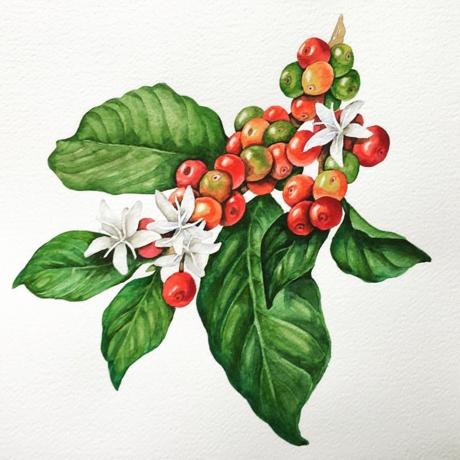 Ветка цветущего кофейного дерева