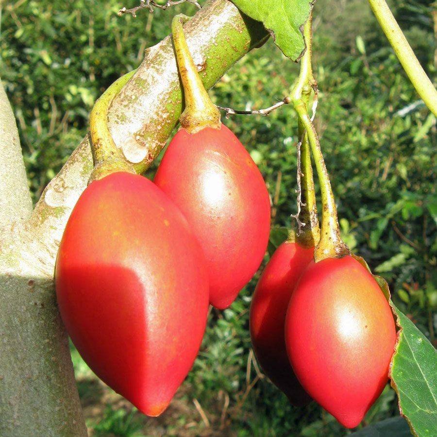 Древесный помидор Тамарилло