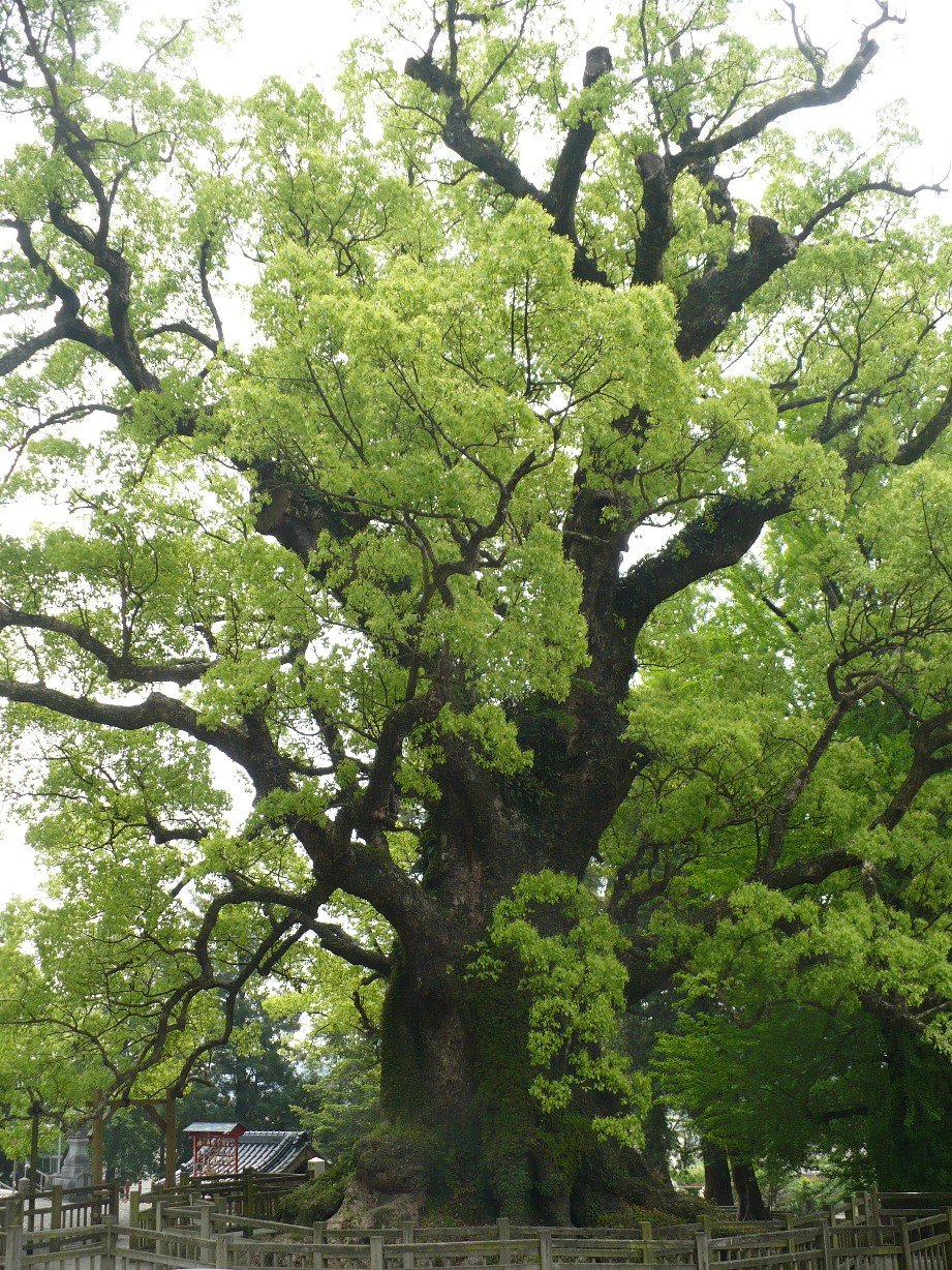 Cinnamomum camphora дерево