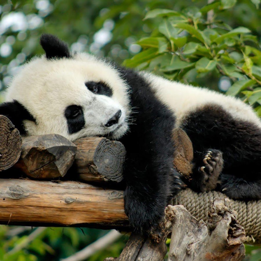Панда лежит