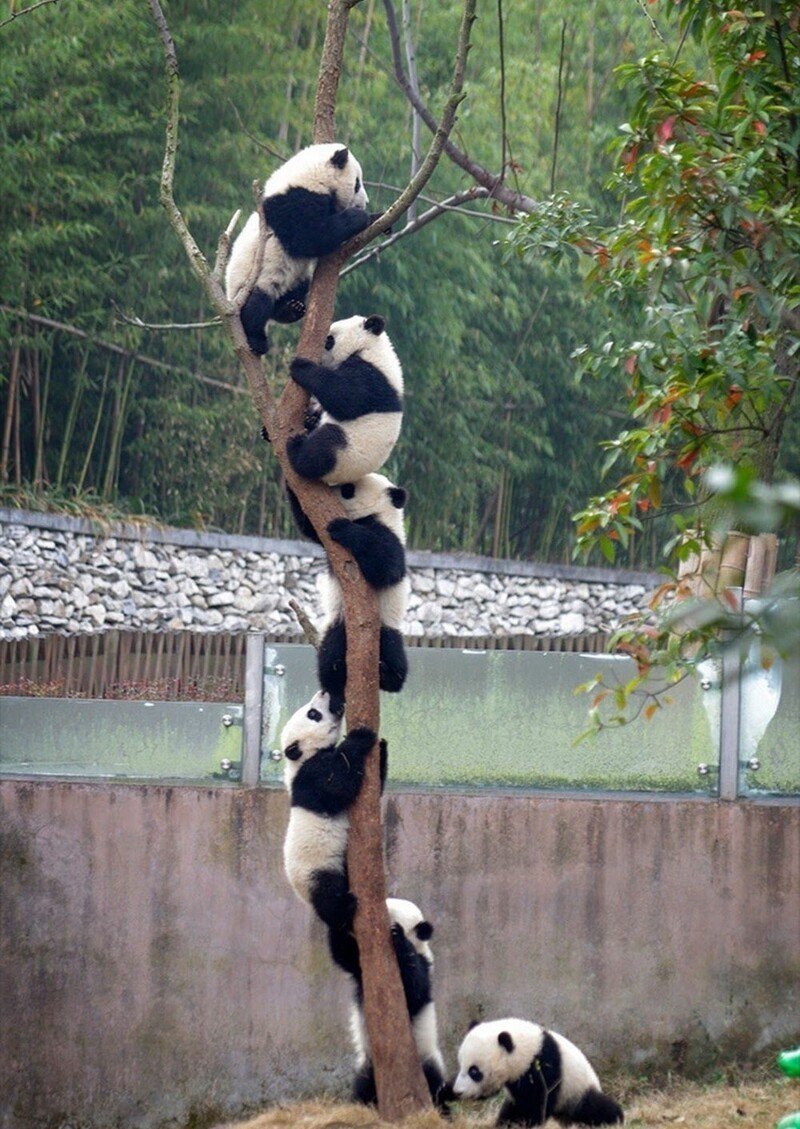 Хвост панды