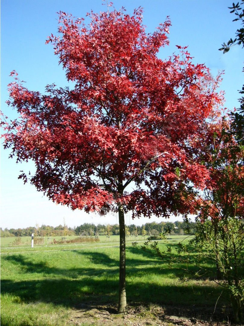 Дуб Quercus rubra
