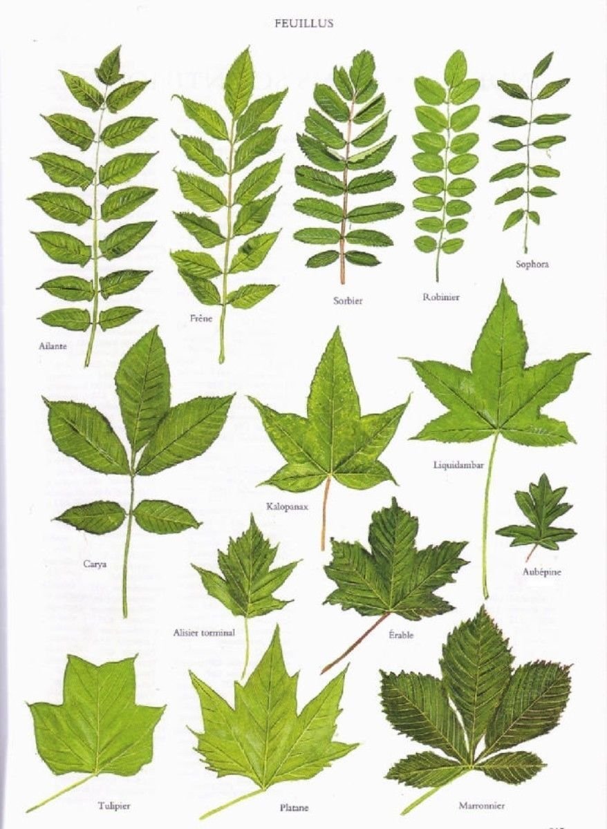 Листья разных деревьев с названиями