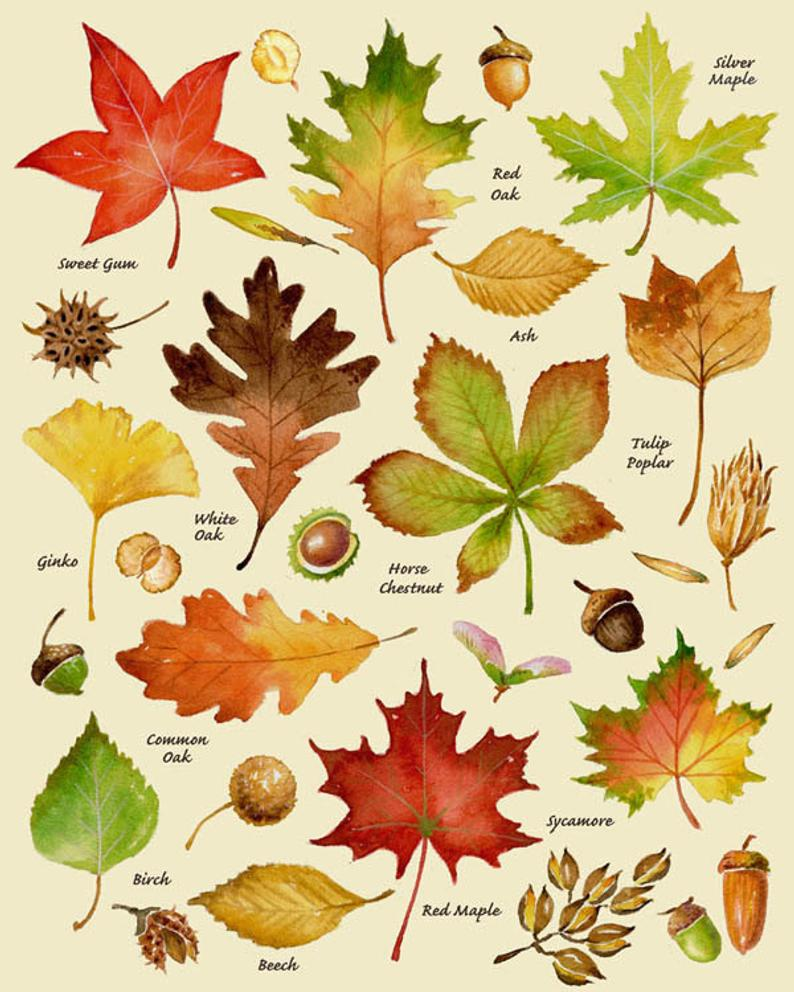 Осенние листья разных деревьев