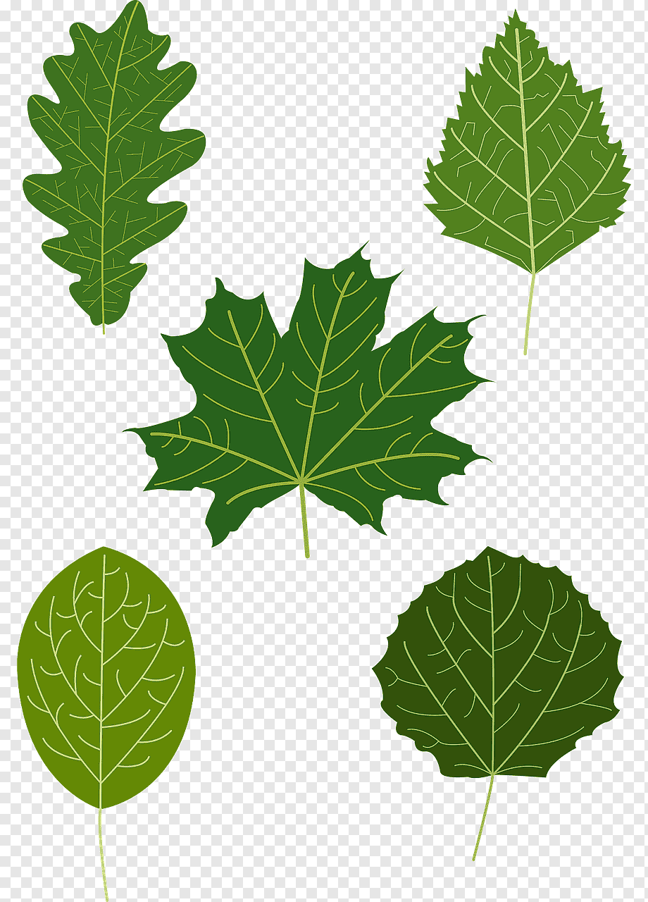 Листья с разных деревьев для детей