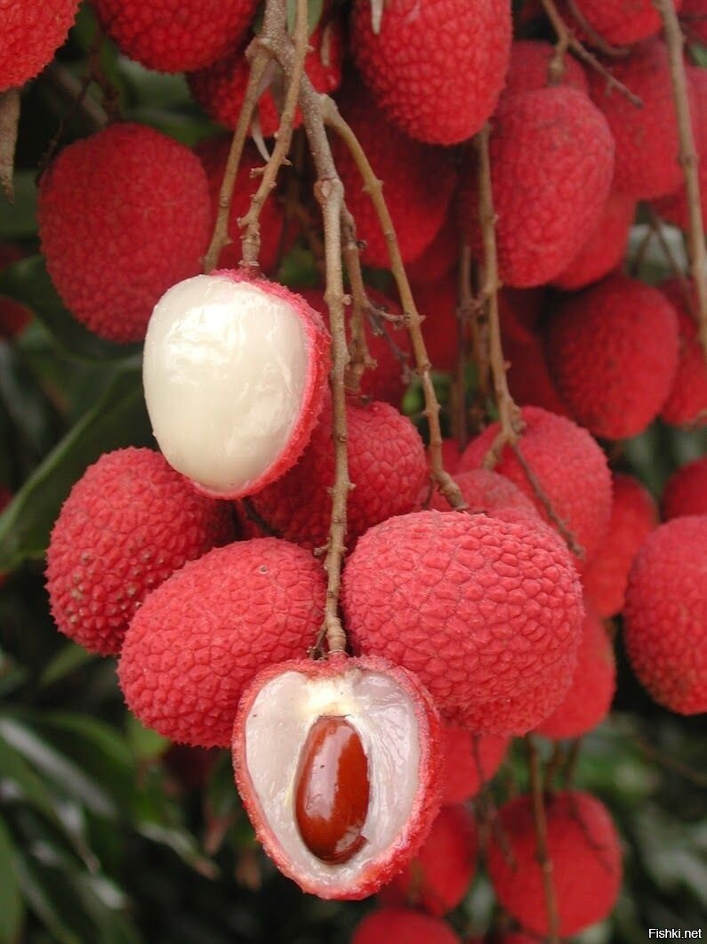 Тропический фрукт личи