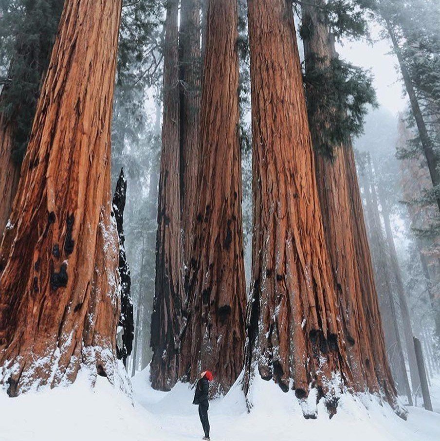 Национальный парк Секвойя Калифорния США зимой