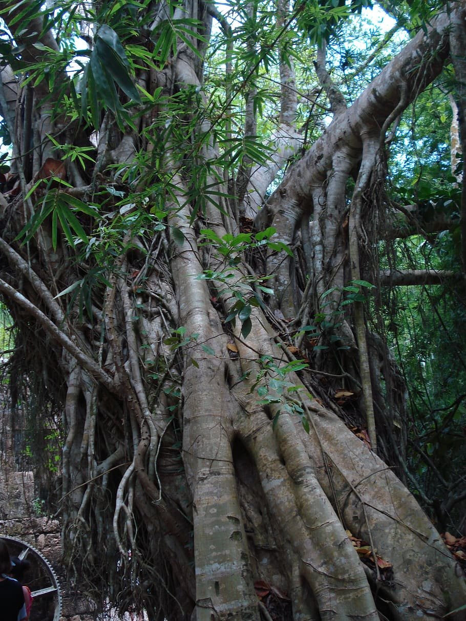 Деревья растущие в тропических лесах