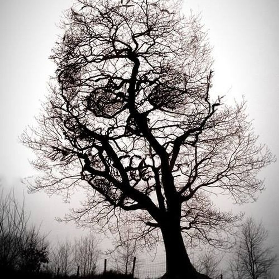 Дерево смерти