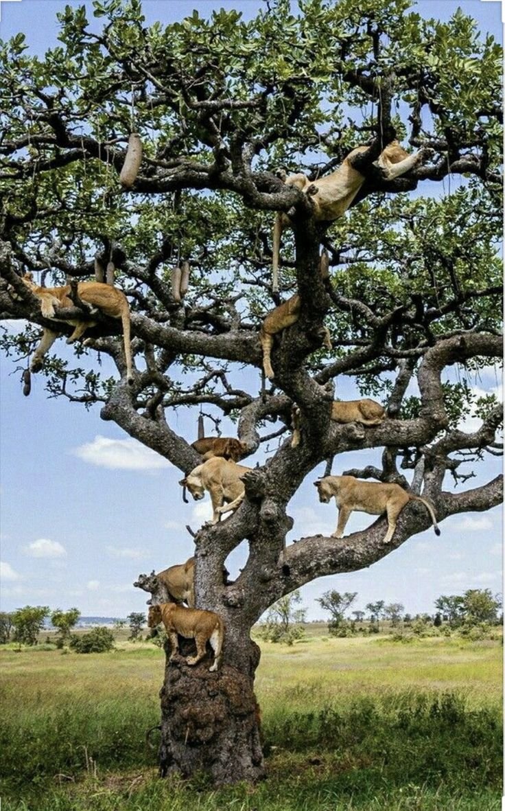 Животные больших деревьев