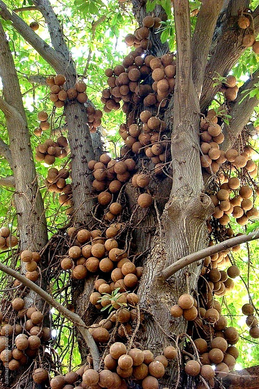 Курупита гвианская дерево