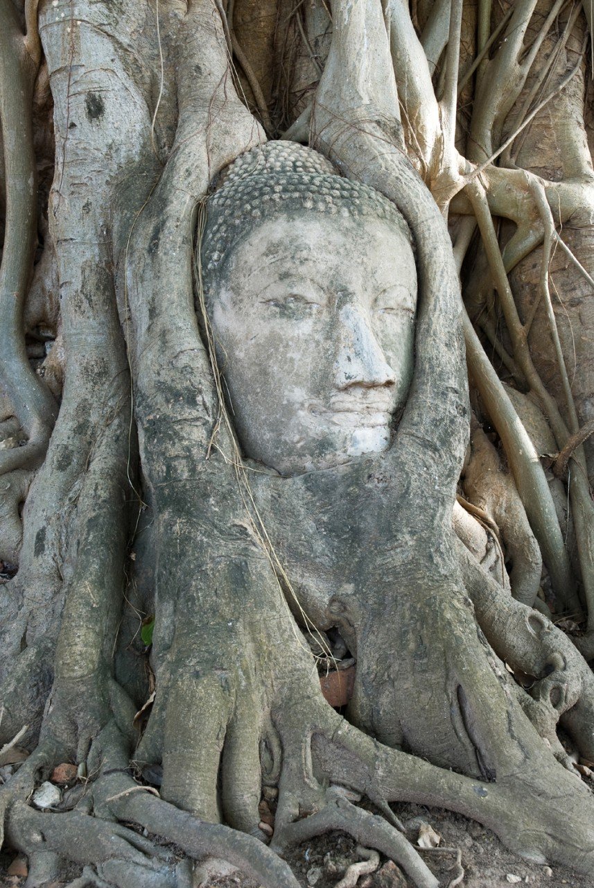 Дерево Бодхи (Ficus religiosa)