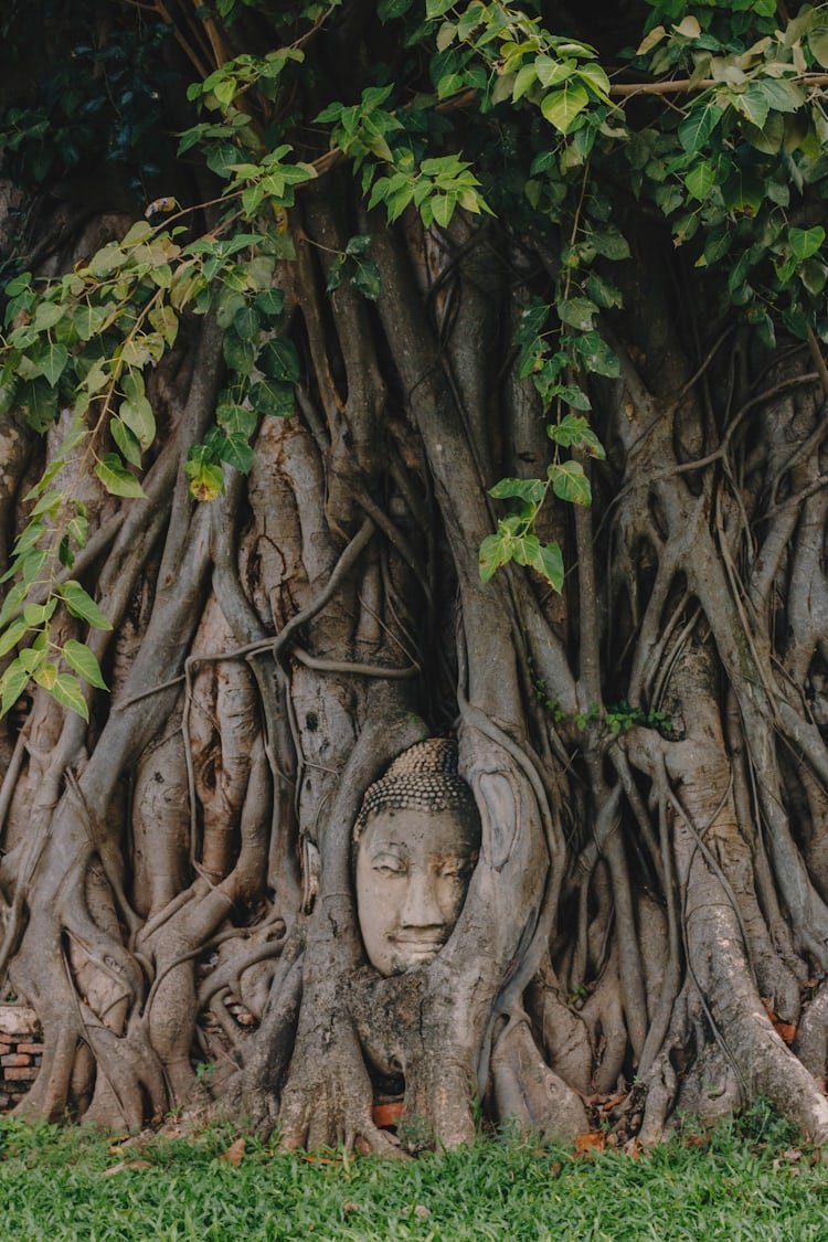 Дерево Будды