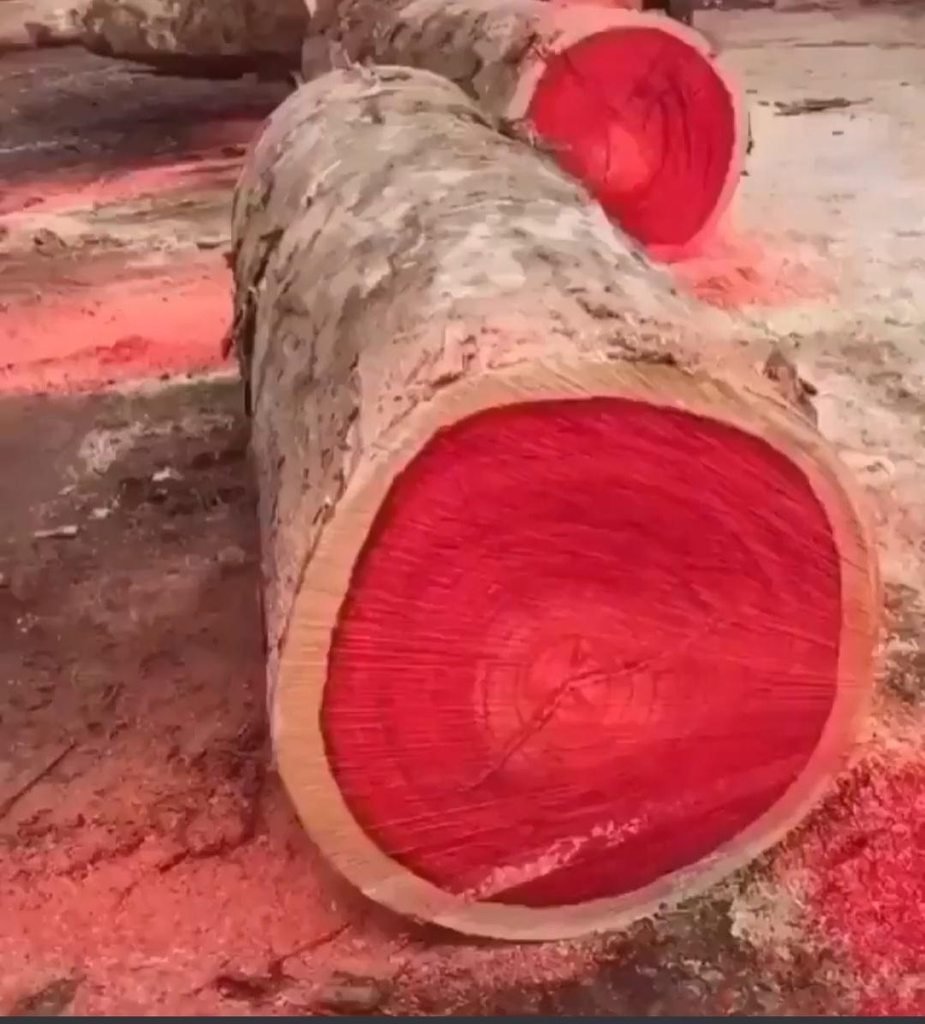Красное дерево Бубинга