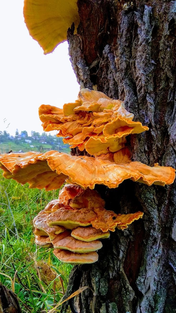 Оссикалиус древесный гриб