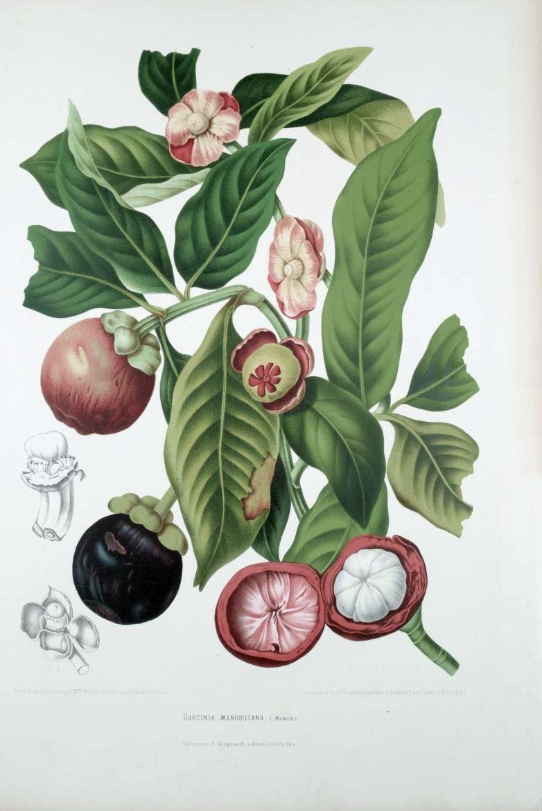 Мангостан Ботанический рисунок