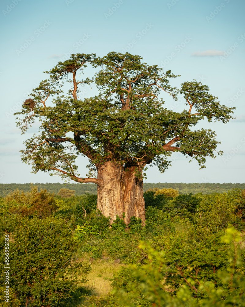 Деревья африки