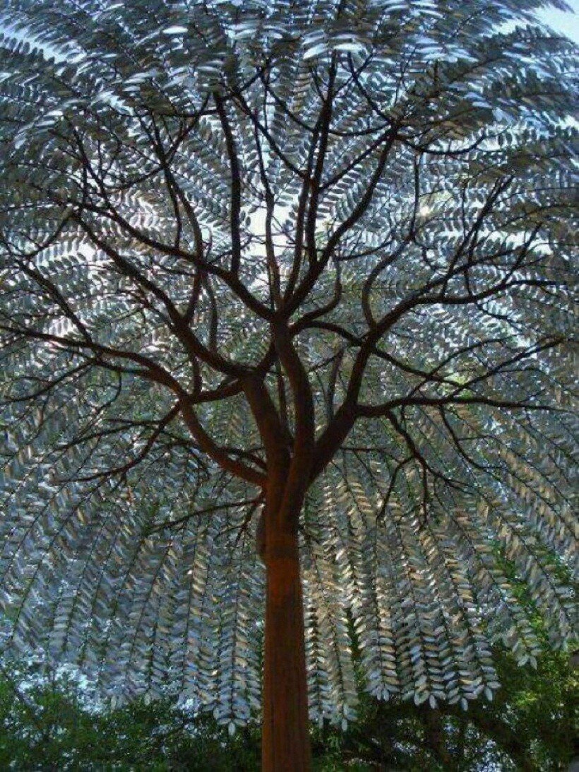 Салисбурия дерево