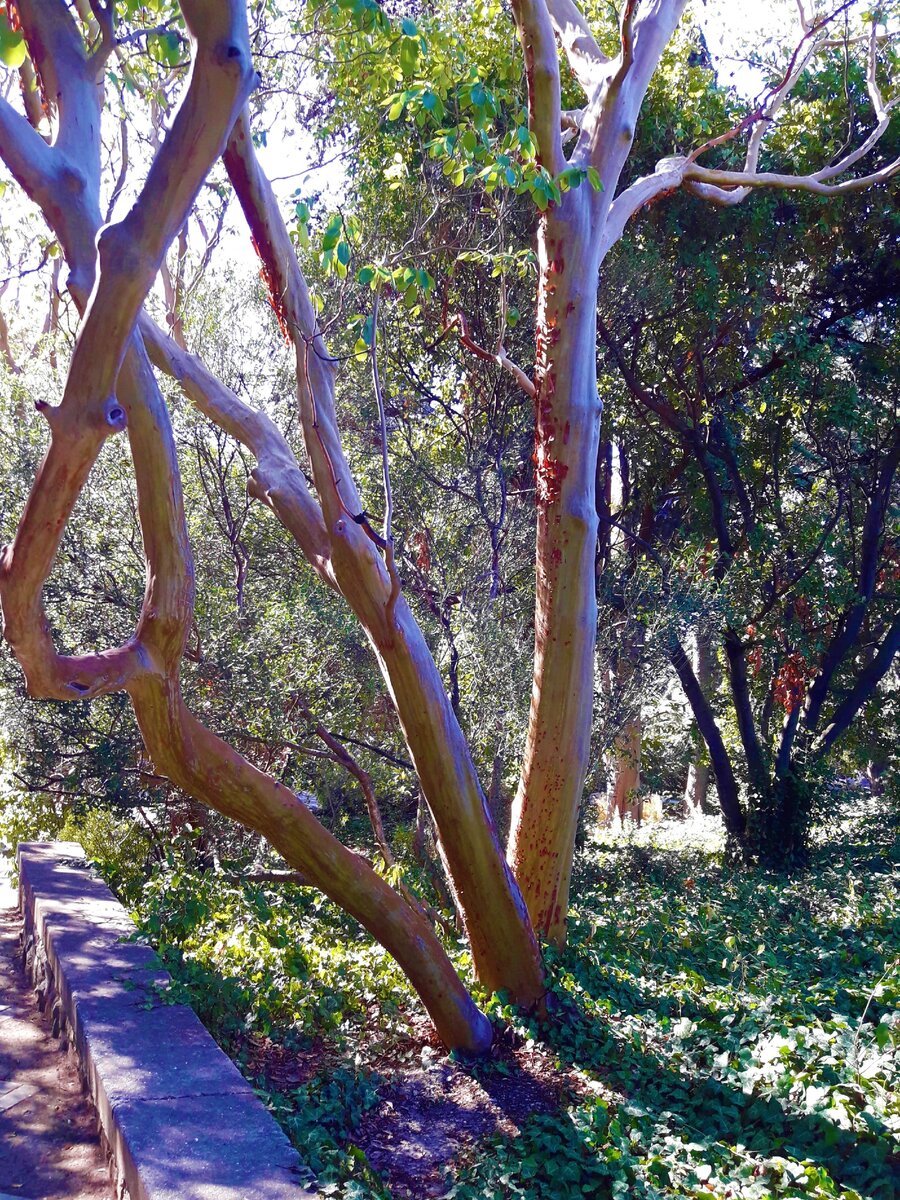 Земляничное дерево в Никитском Ботаническом саду