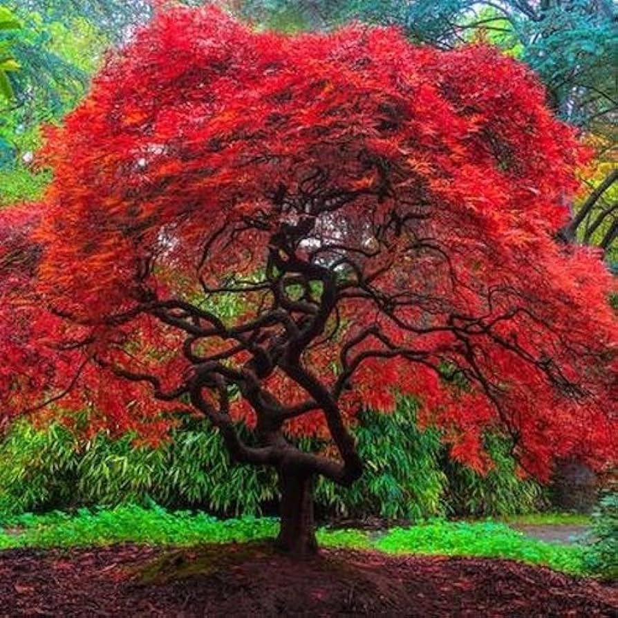 Красный клен японский дерево