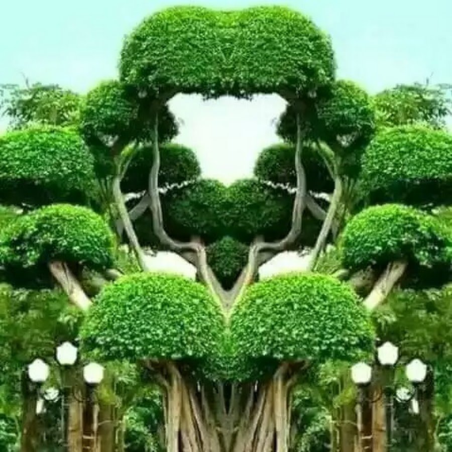 Необычные деревья