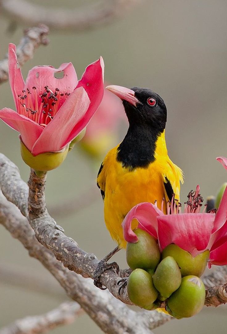 Красивые яркие птицы