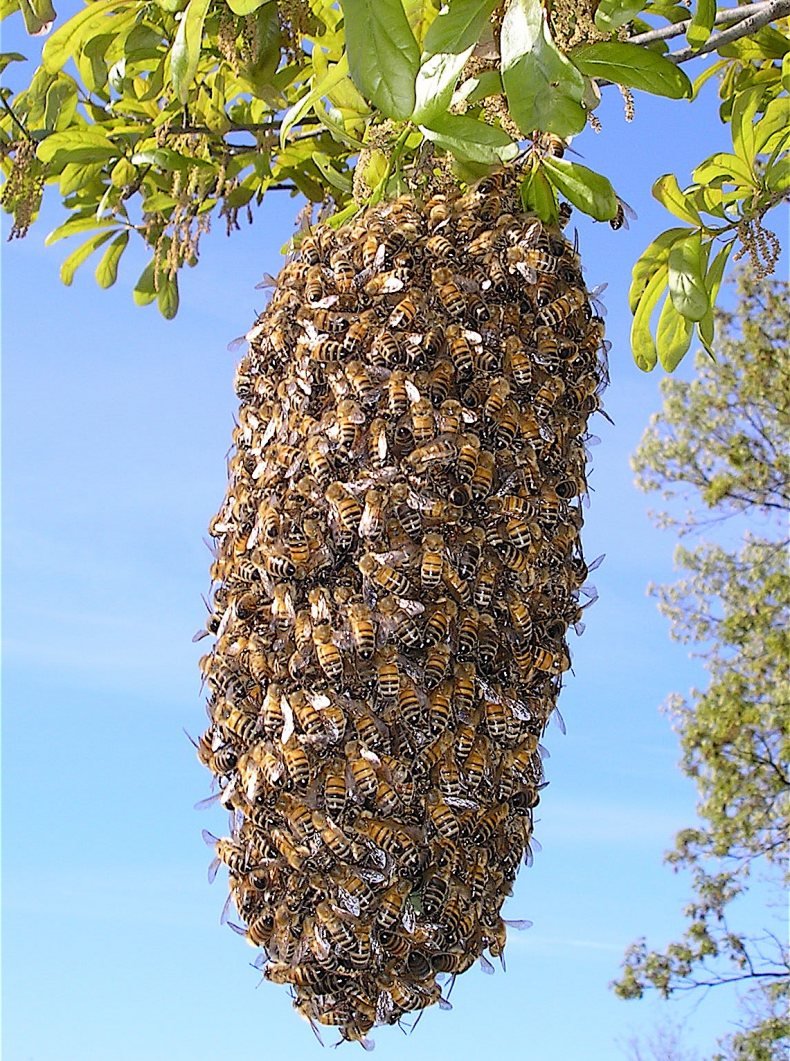 Пчелиный Рой