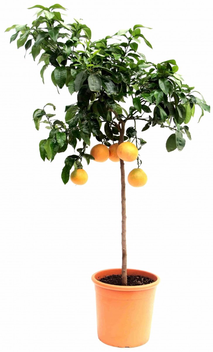 Лимон Лунарио дерево