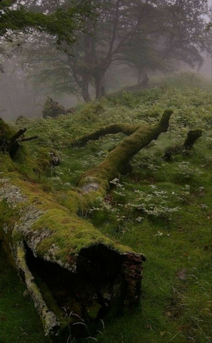 Goblin Core aesthetic лес