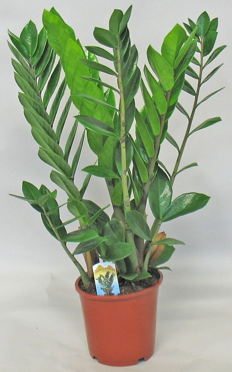 Растение долларовое дерево