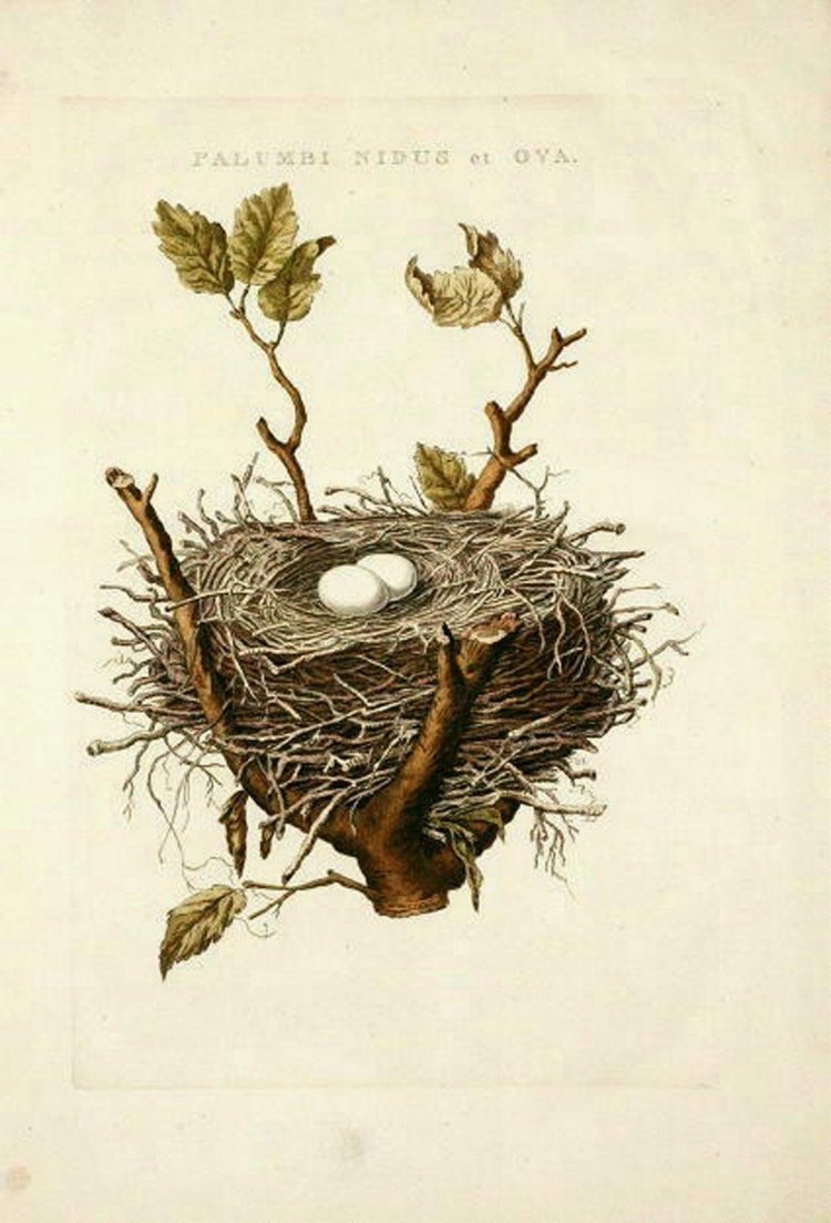 Гнездо на ветке