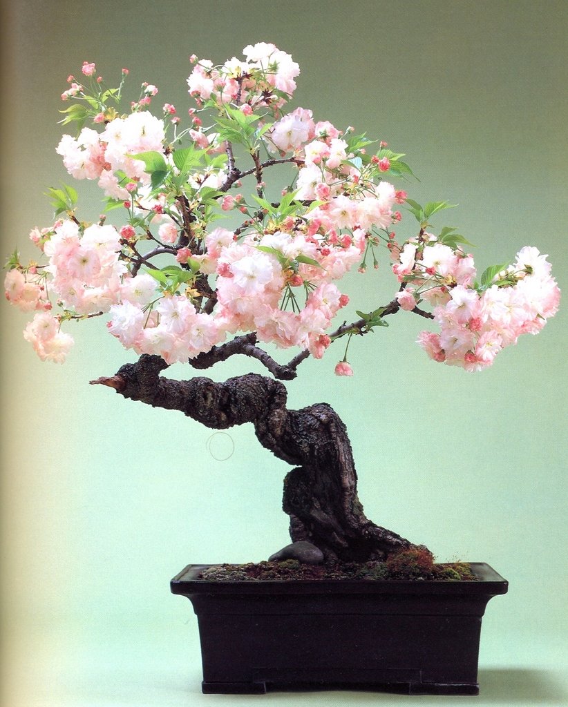 Бонсай дерево цветущее Сакура