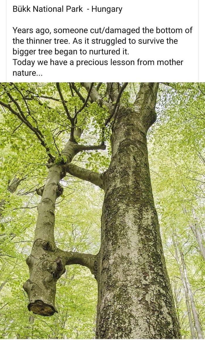 Примеры любви к природе