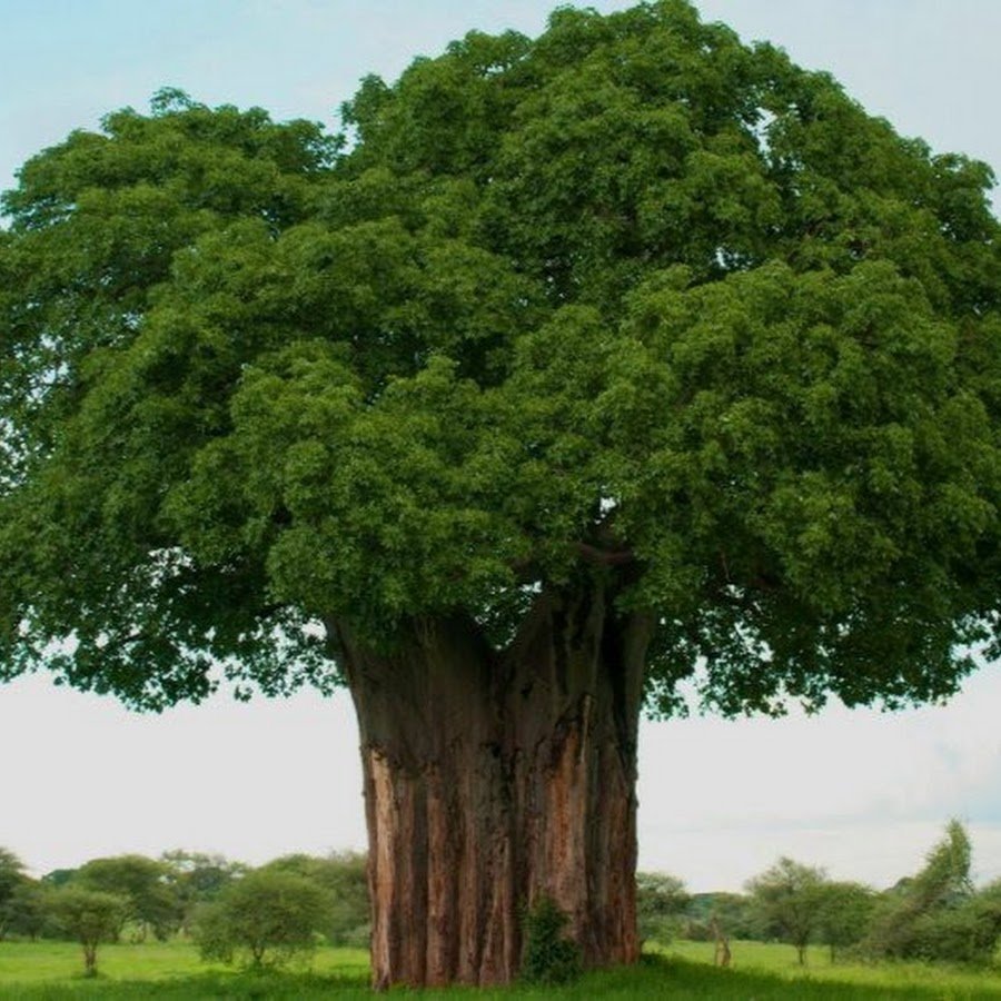 Дерево с толстым стволом