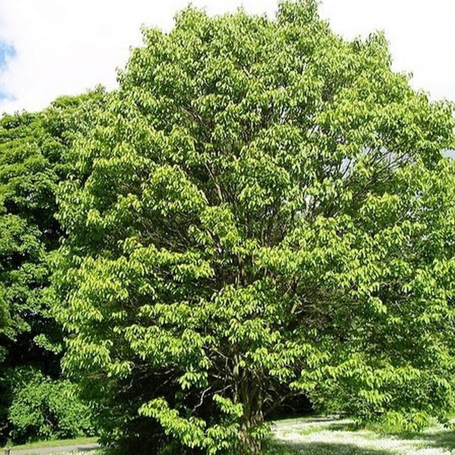 Дерево Hovenia Dulcis