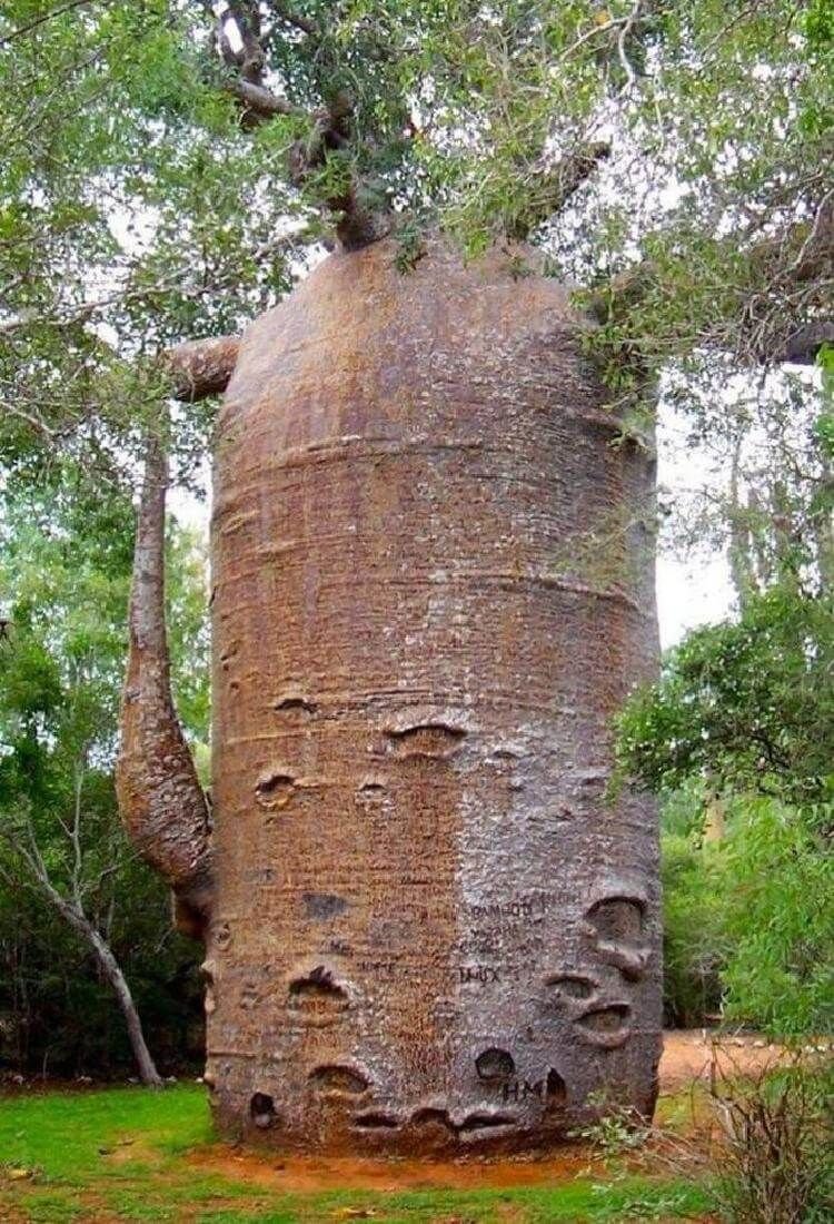 Дерево баобаб - чайник на Мадагаскаре