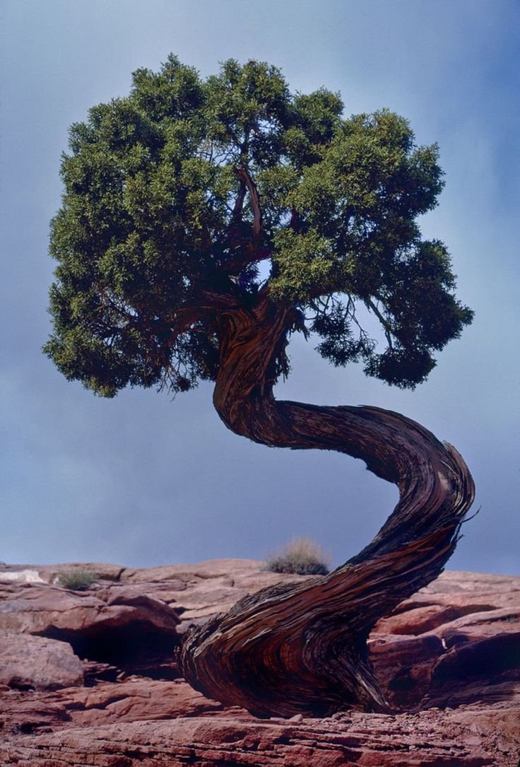 Кривое дерево