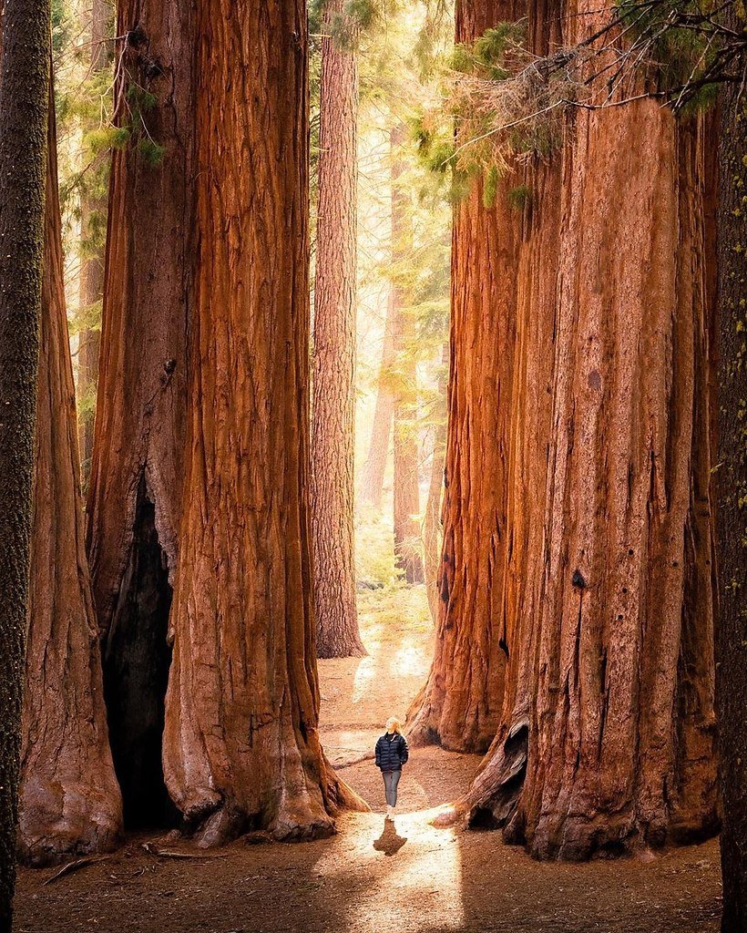 Национальный парк Секвойя Калифорния США